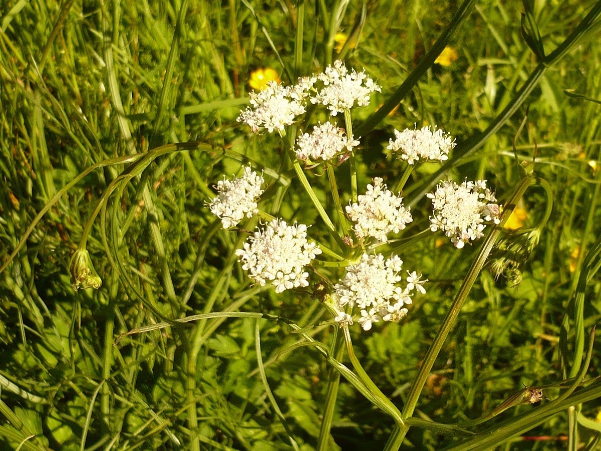 Oenanthe pimpinelloides (Apiaceae)